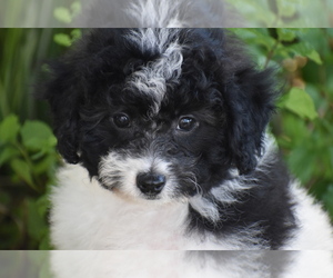 Bichpoo Puppy for sale in ELDORADO, OH, USA