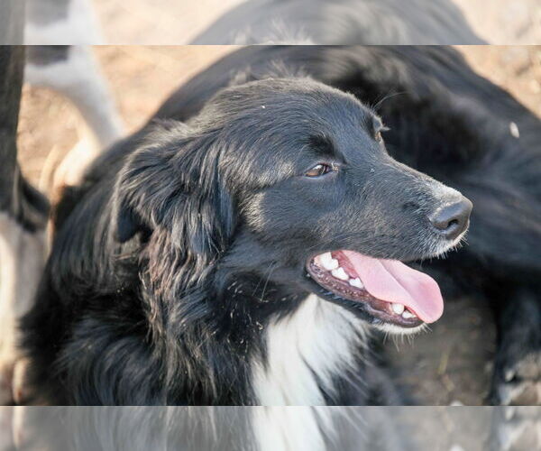Medium Photo #6 Border Terrier-Unknown Mix Puppy For Sale in Tracy City, TN, USA