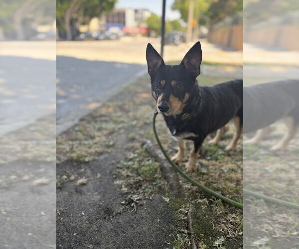 Medium Photo #6 Australian Kelpie-Chihuahua Mix Puppy For Sale in Studio City, CA, USA
