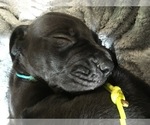 Small Photo #8 Great Dane Puppy For Sale in TWAIN HARTE, CA, USA