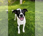 Small #11 Labrador Retriever Mix
