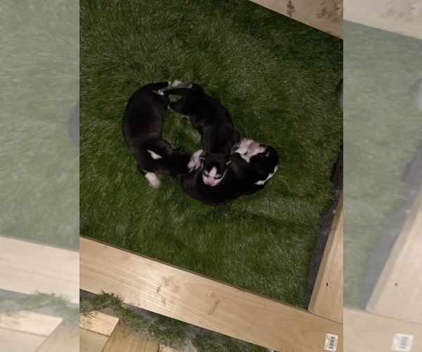 Medium Photo #120 Siberian Husky Puppy For Sale in ALTON, IL, USA