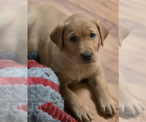Labrador Retriever Puppy for sale in CARROLLTON, OH, USA