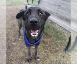 German Shepherd Dog Dogs for adoption in San Antonio, TX, USA