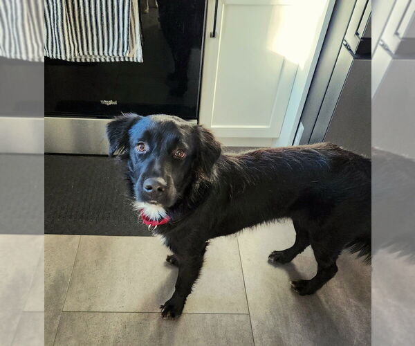 Medium Photo #8 Mutt Puppy For Sale in Oak Bluffs, MA, USA