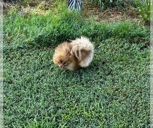 Pomeranian Puppy for sale in CASSVILLE, MO, USA