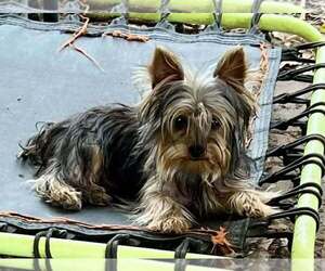 Mother of the Yorkshire Terrier puppies born on 06/16/2026