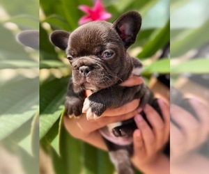 French Bulldog Puppy for sale in OJAI, CA, USA