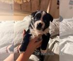 Small Photo #1 Boston Terrier-Miniature Australian Shepherd Mix Puppy For Sale in PLAINFIELD, IL, USA