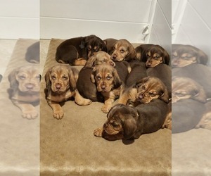 Bloodhound Puppy for Sale in MANSFIELD, Ohio USA