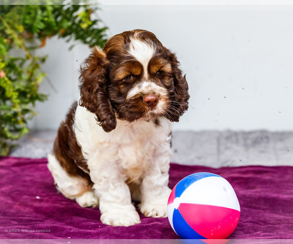 Medium Photo #9 Cocker Spaniel Puppy For Sale in WAKARUSA, IN, USA