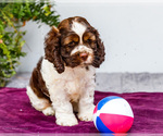 Small #8 Cocker Spaniel