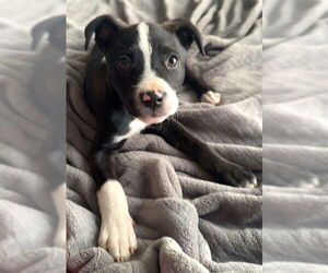 American Pit Bull Terrier-Siberian Husky Mix Dogs for adoption in Oklahoma City, OK, USA