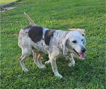 Small #4 Beagle