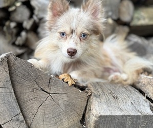 Mother of the Alaskan Klee Kai-Pomsky Mix puppies born on 07/13/2025