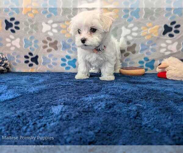 Medium Photo #15 Maltese Puppy For Sale in OCALA, FL, USA
