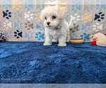 Small Photo #15 Maltese Puppy For Sale in OCALA, FL, USA