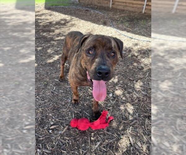 Medium Photo #3 Mastiff-Unknown Mix Puppy For Sale in Plano, TX, USA