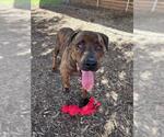 Small #2 Mastiff Mix