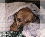 Small #1 Boxer Mix