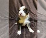 Small Photo #34 Australian Shepherd Puppy For Sale in EUSTIS, FL, USA