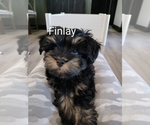 Puppy Finlay Havanese
