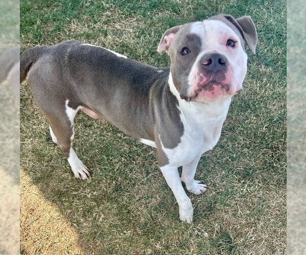 Medium Photo #1 Staffordshire Bull Terrier-Unknown Mix Puppy For Sale in Louisville, KY, USA