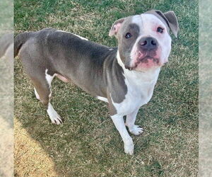 Staffordshire Bull Terrier-Unknown Mix Dogs for adoption in Louisville, KY, USA