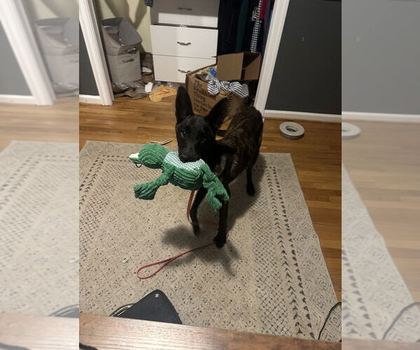 Medium Photo #5 - Mix Puppy For Sale in Imlay City, MI, USA