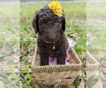Small Photo #1 Goldendoodle Puppy For Sale in DICKINSON, TX, USA