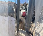 Small Photo #3 Alusky Puppy For Sale in Cedar Crest, NM, USA