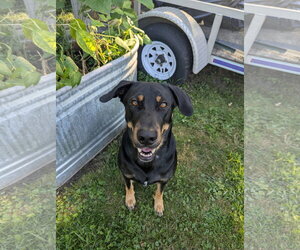 Flanagan - Male Doberman Pinscher-Unknown Mix Dog for Adoption - Photo #3