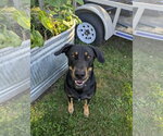 Small Photo #3 Doberman Pinscher-Unknown Mix Puppy For Sale in Minneaoplis, MN, USA