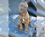 Small #10 Cane Corso