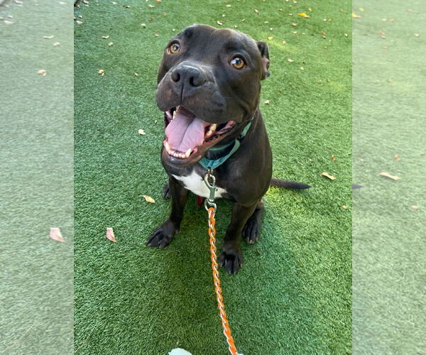Medium Photo #38 American Pit Bull Terrier-Unknown Mix Puppy For Sale in Pompano Beach , FL, USA