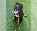 Small #37 American Pit Bull Terrier Mix