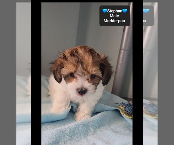 Medium Photo #3 Morkie Poo (Toy) Puppy For Sale in TUCSON, AZ, USA