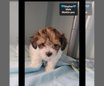Small #2 Morkie Poo (Toy)