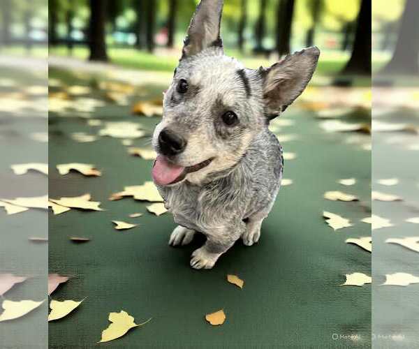 Medium Photo #3 Mutt Puppy For Sale in MIDWAY, UT, USA