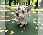 Small #2 Mutt