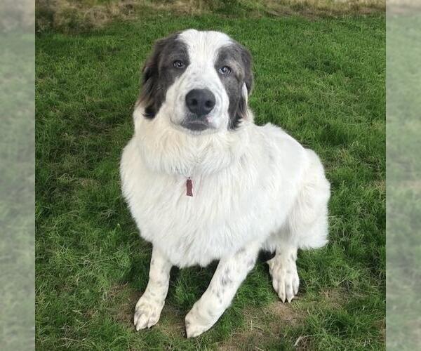 Medium Photo #2 Saint Pyrenees Puppy For Sale in San Diego, CA, USA