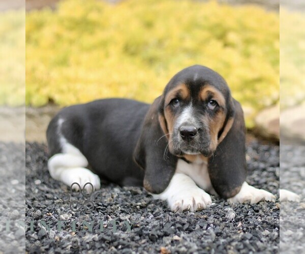 Medium Photo #1 Basset Hound Puppy For Sale in BIRD IN HAND, PA, USA