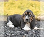 Image preview for Ad Listing. Nickname: Lola