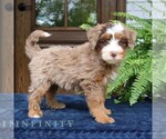 Small #1 Bernedoodle (Miniature)
