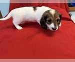 Small #9 Dachshund