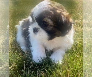 Shih Tzu Dog for Adoption in NILES, Michigan USA