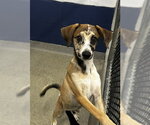 Small Labrador Retriever Mix