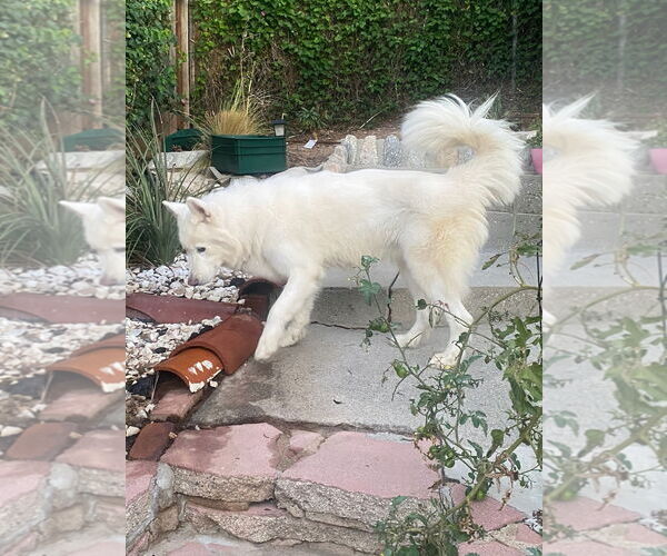 Medium Photo #5 Alaskan Malamute Puppy For Sale in Woodland Hills, CA, USA