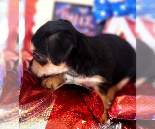 Medium Photo #88 Yorkshire Terrier Puppy For Sale in AKRON, OH, USA