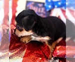 Small #6 Yorkshire Terrier
